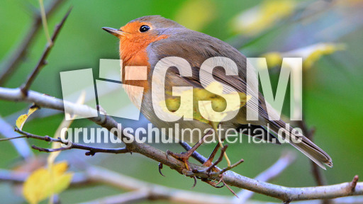 Rotkehlchen (30).jpg